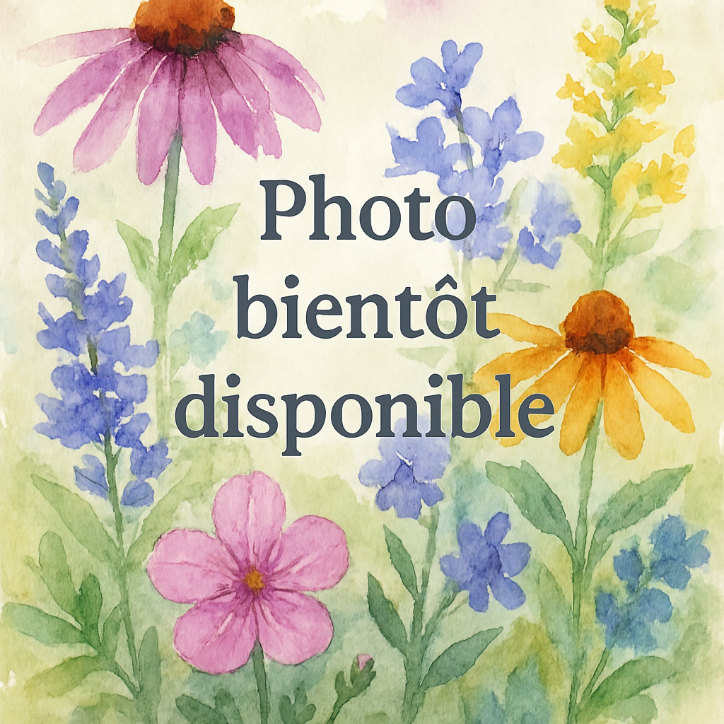 Gaillarde Gusto Vivaces Pepiniere de l Airial