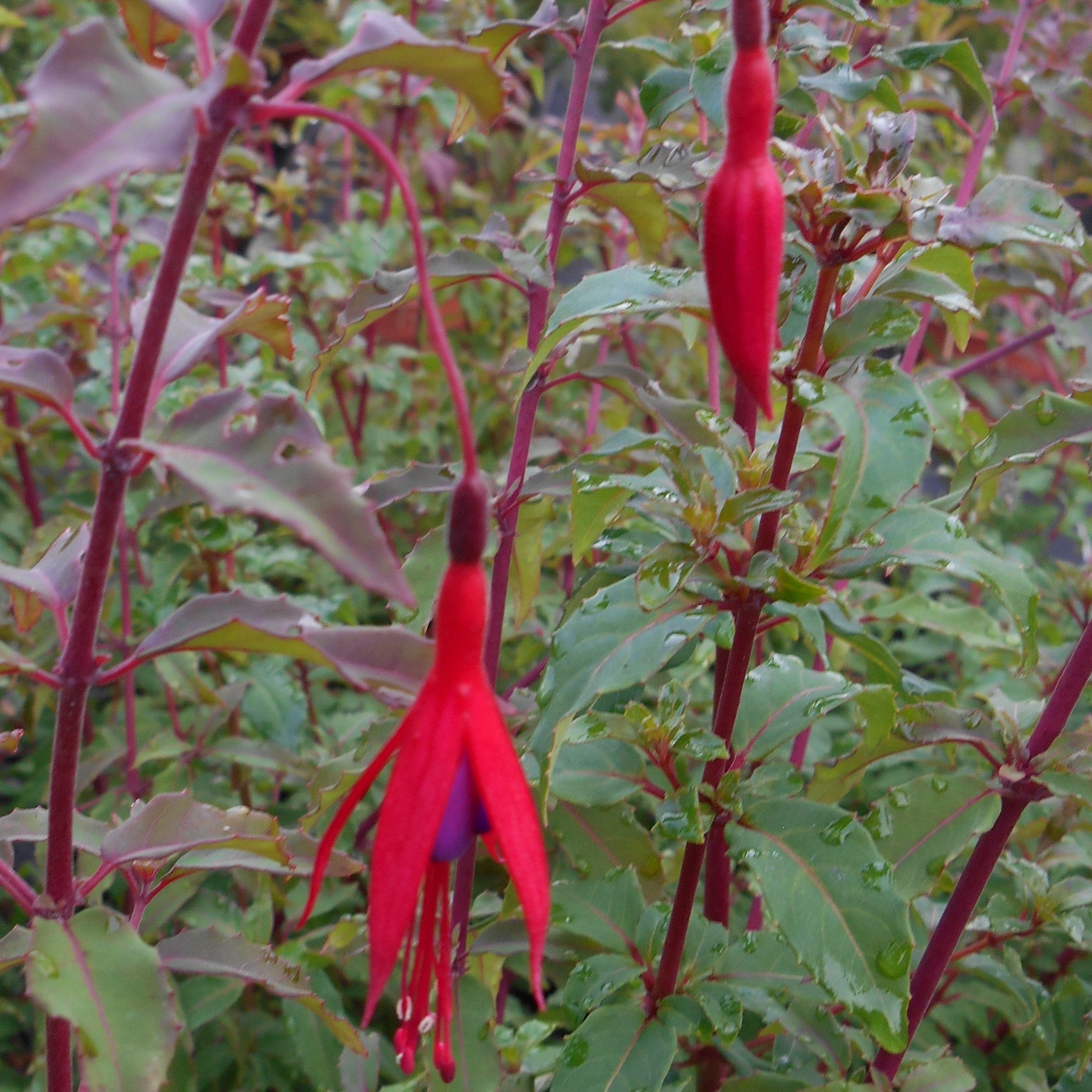 Fuchsia x riccartonii Vivaces Pepiniere de l Airial