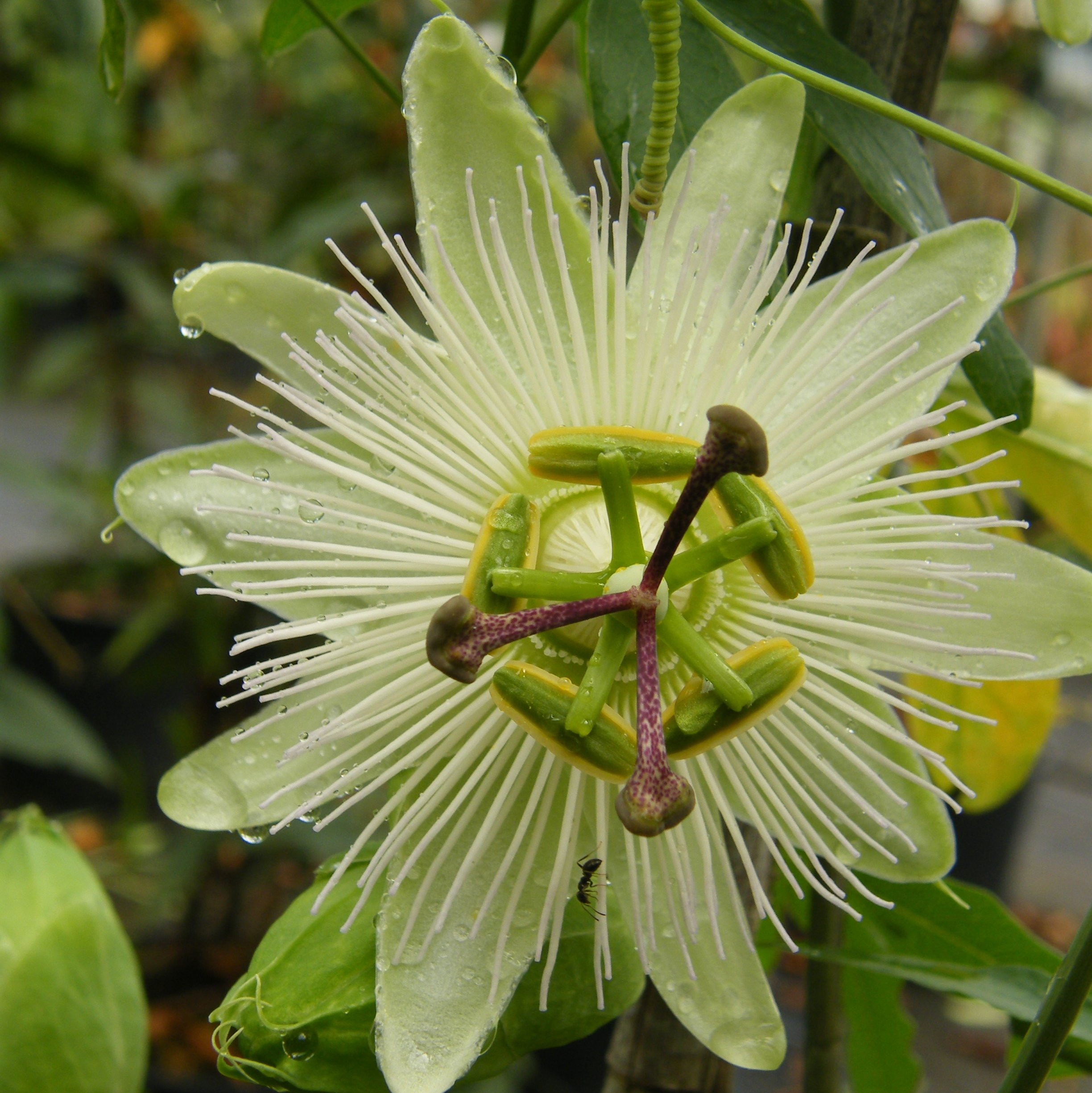 Passiflora caerulea Plantes grimpantes Pepiniere de l Airial