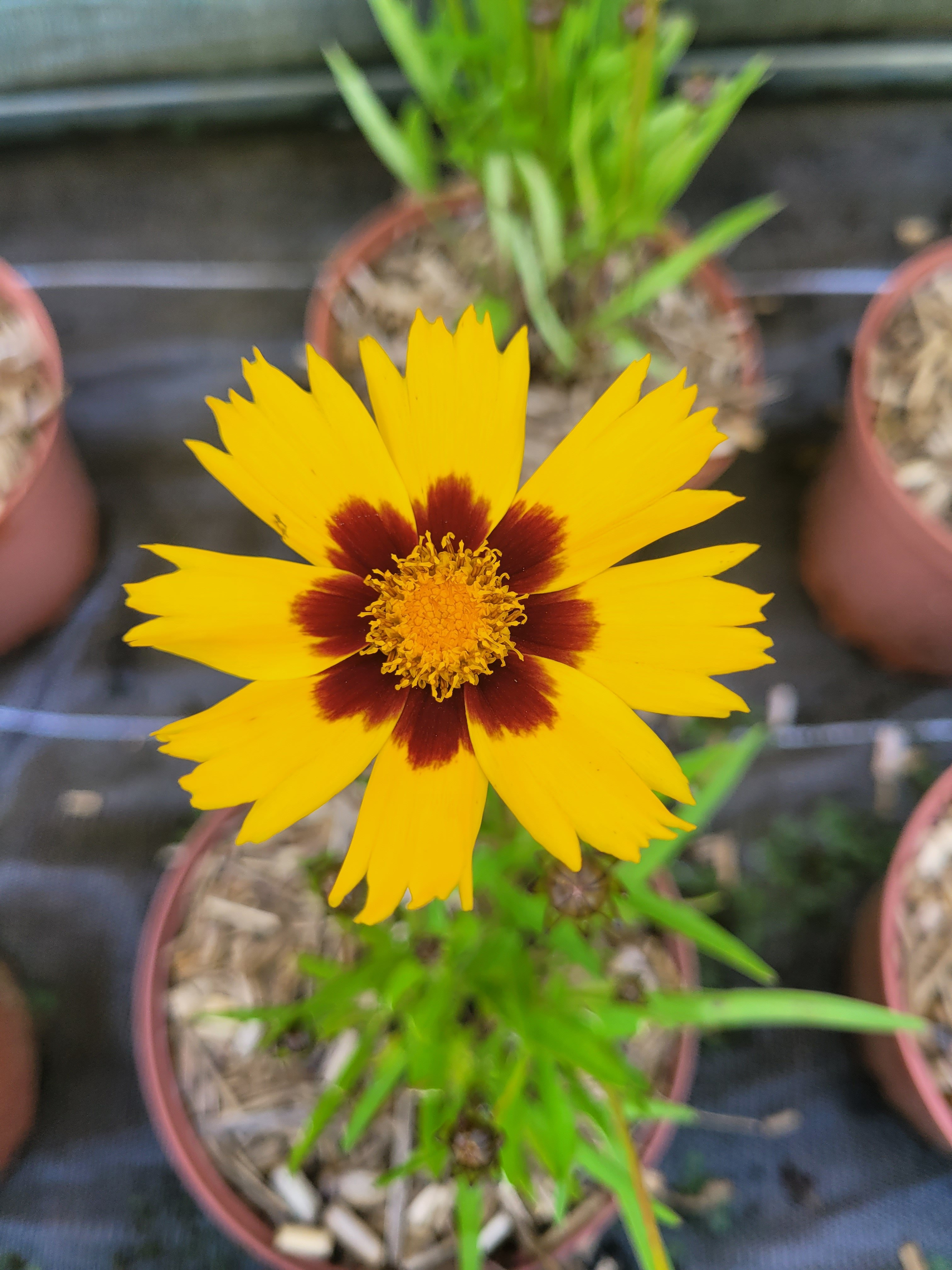 Coreopsis Vivaces Pepiniere de l Airial