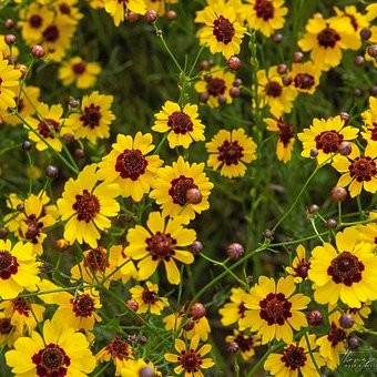 Coreopsis Vivaces Pepiniere de l Airial