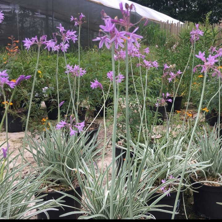 Tulbaghia Vivaces Pepiniere de l Airial