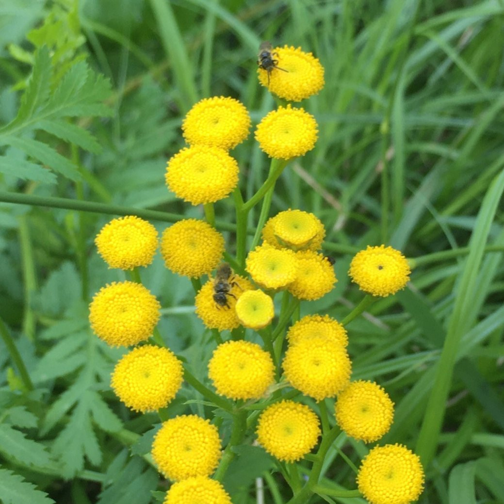 Tanaisie Vivaces Pepiniere de l Airial