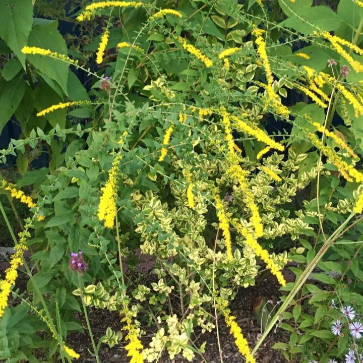 Solidago rugosa Vivaces Pepiniere de l Airial