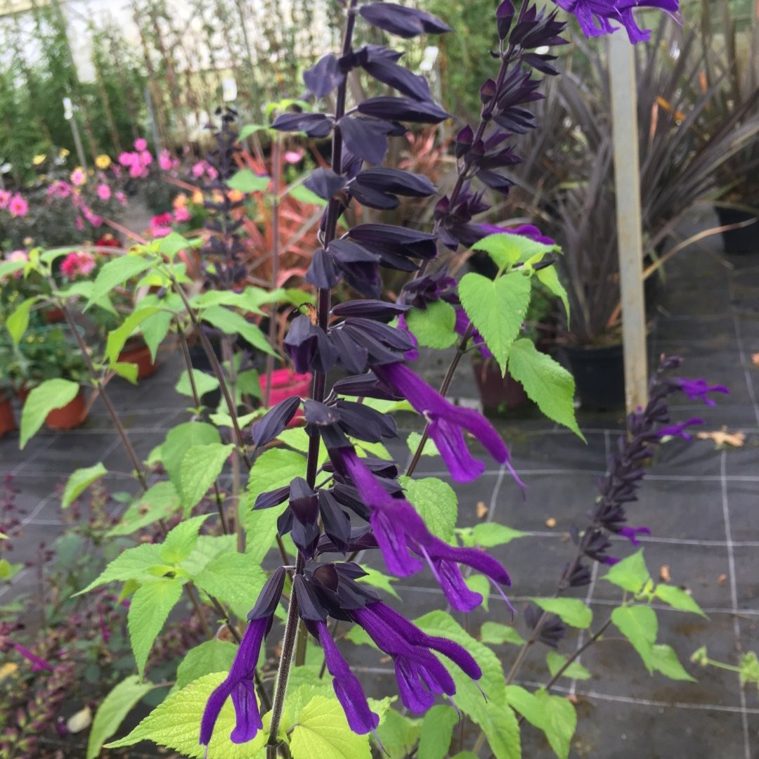 Sauge Amistad Vivaces Pepiniere de l Airial