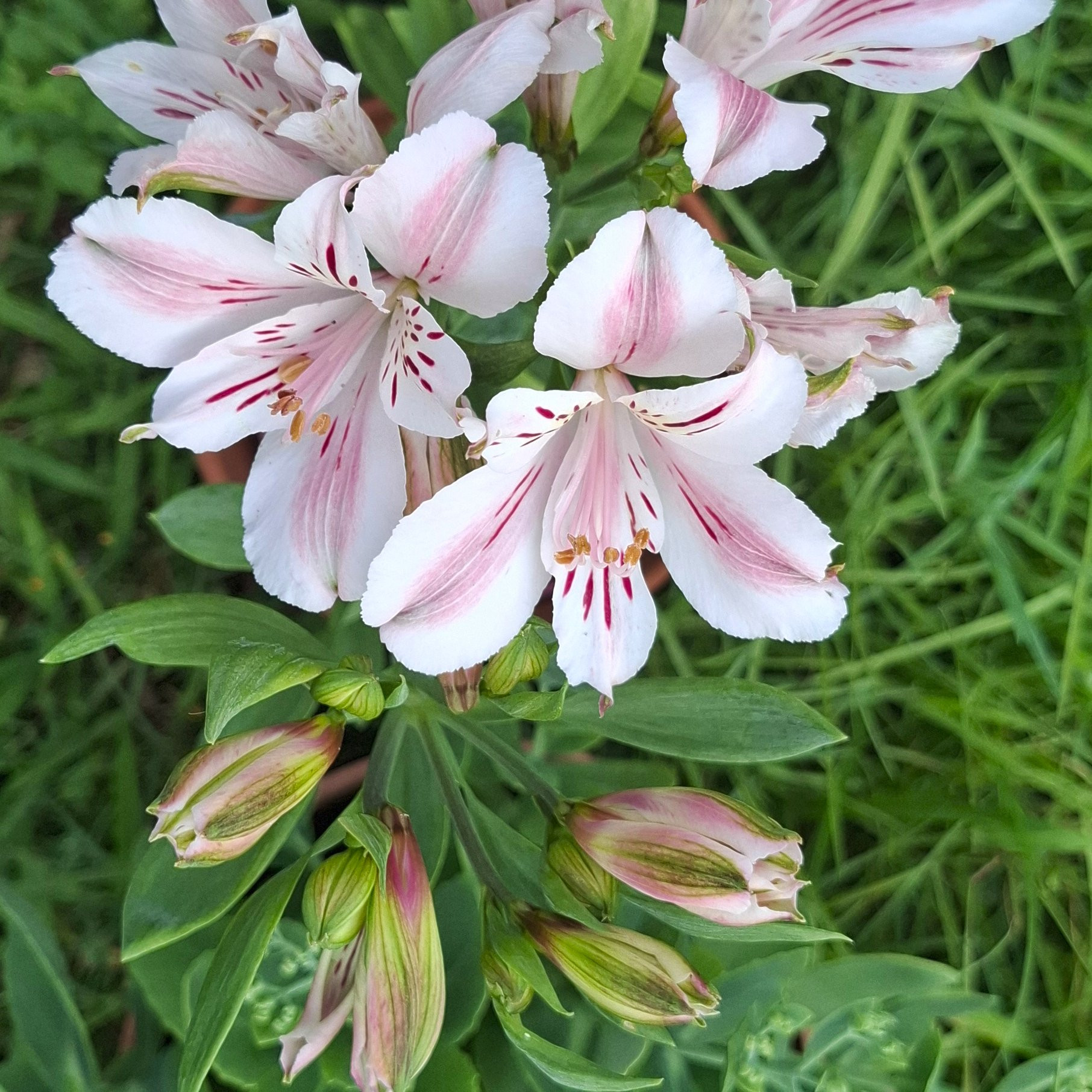 Alstromere Beatrice Vivaces Pepiniere de l Airial