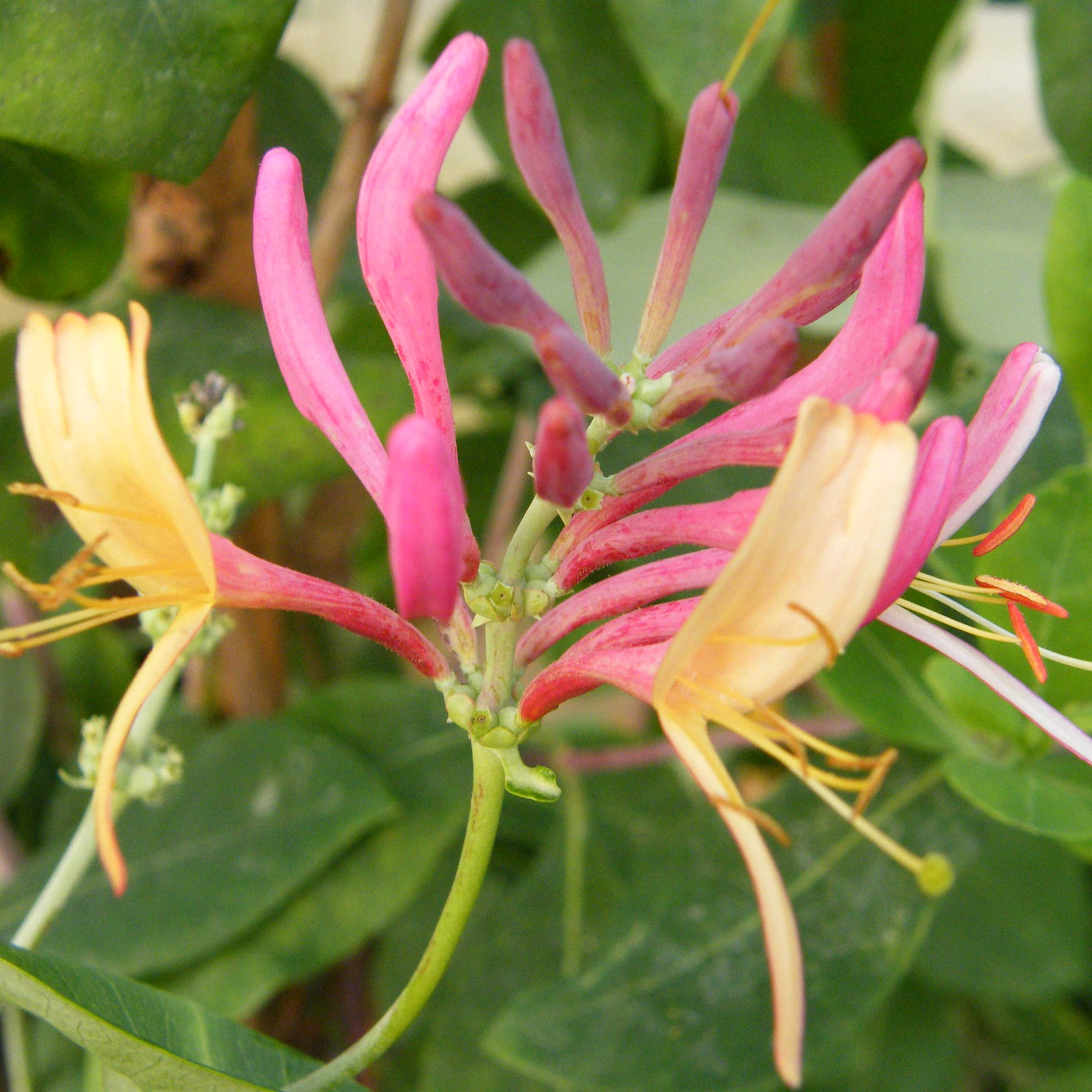 Chevrefeuille Heckrotii goldflame Plantes grimpantes Pepiniere de l Airial