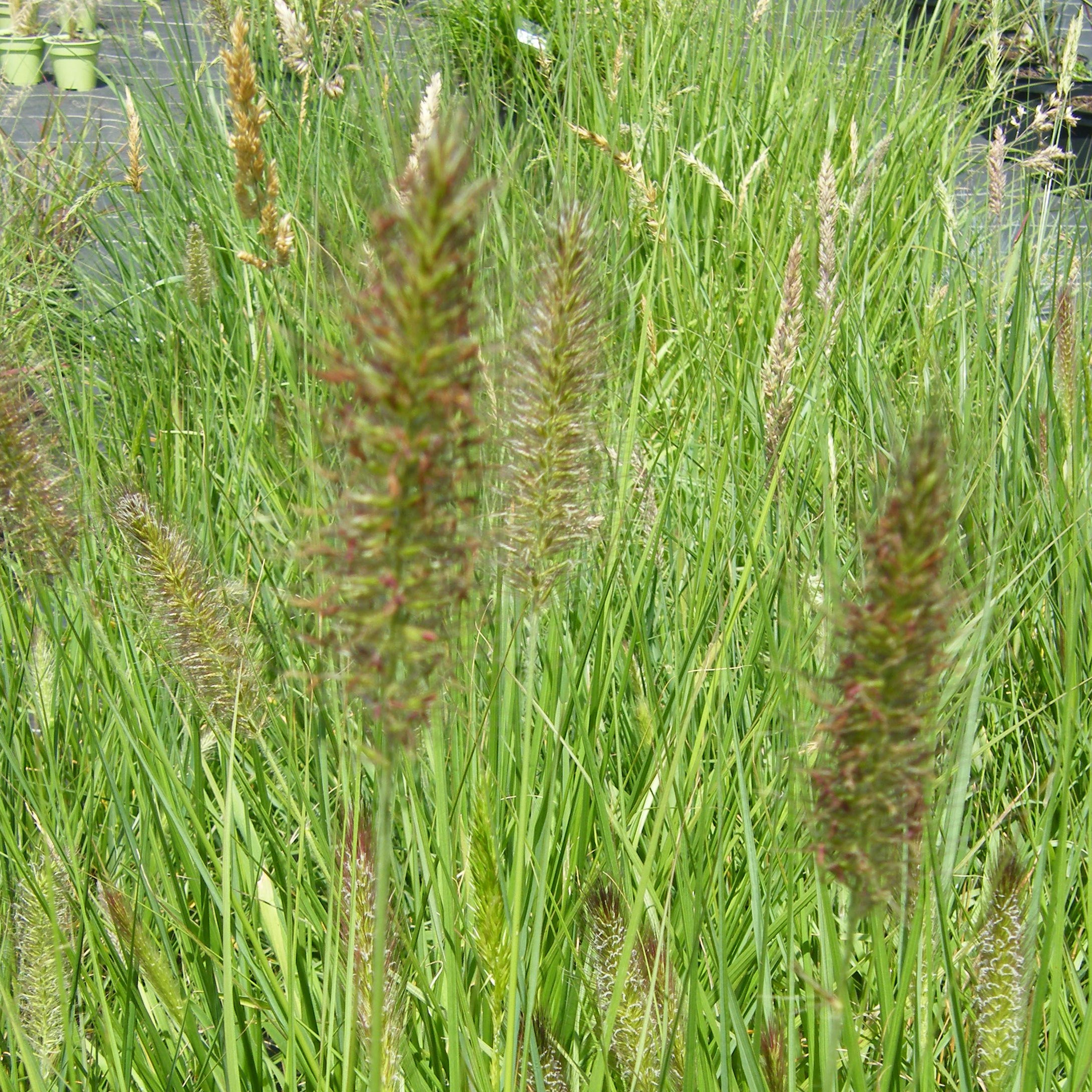 Pennisetum Red Head graminee ornementale Pepiniere de l Airial