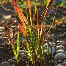 Imperata Red Baron graminee ornementale Pepiniere de l Airial