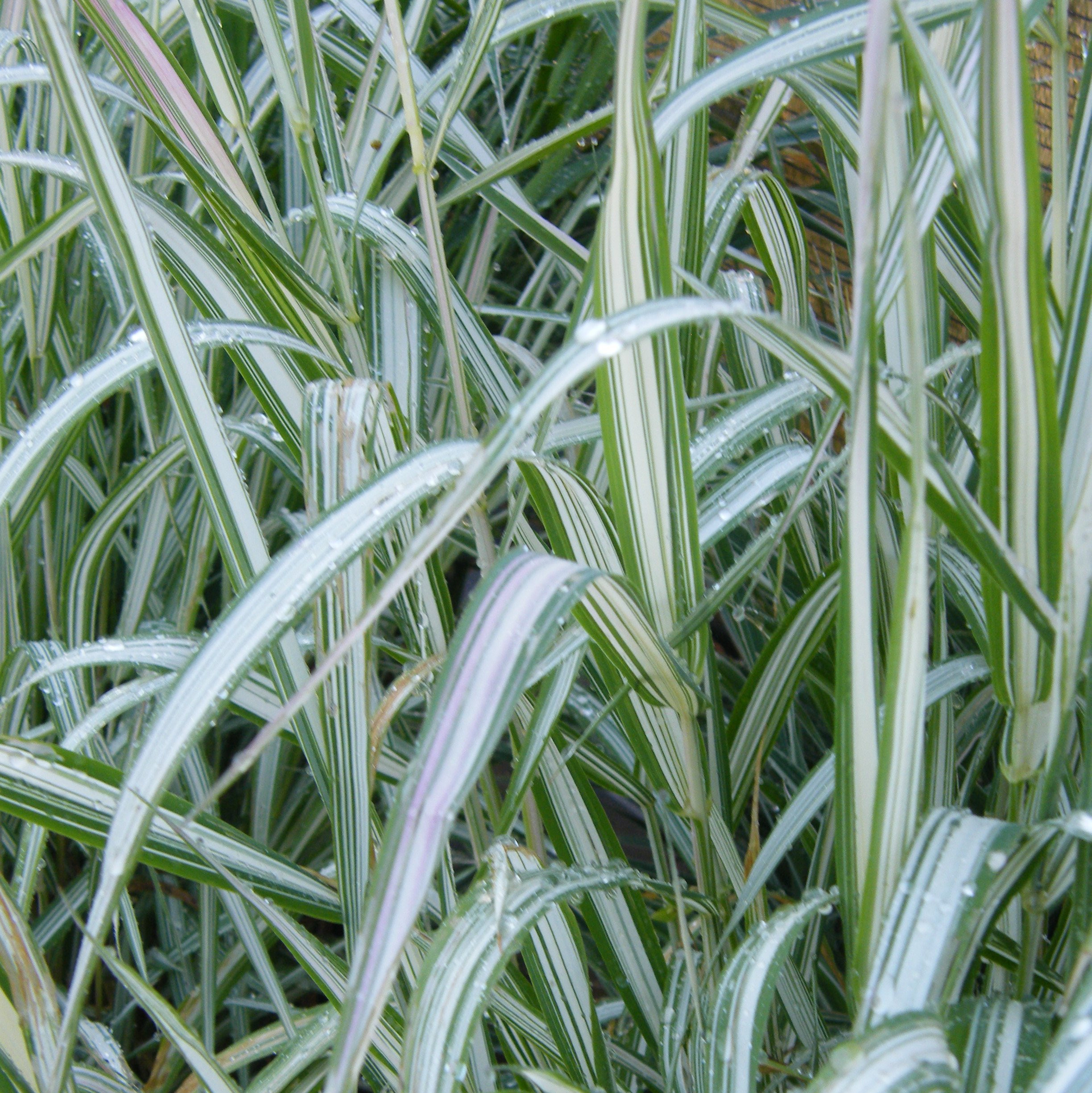 Phalaris arundinacea Feesey graminee ornementale Pepiniere de l Airial