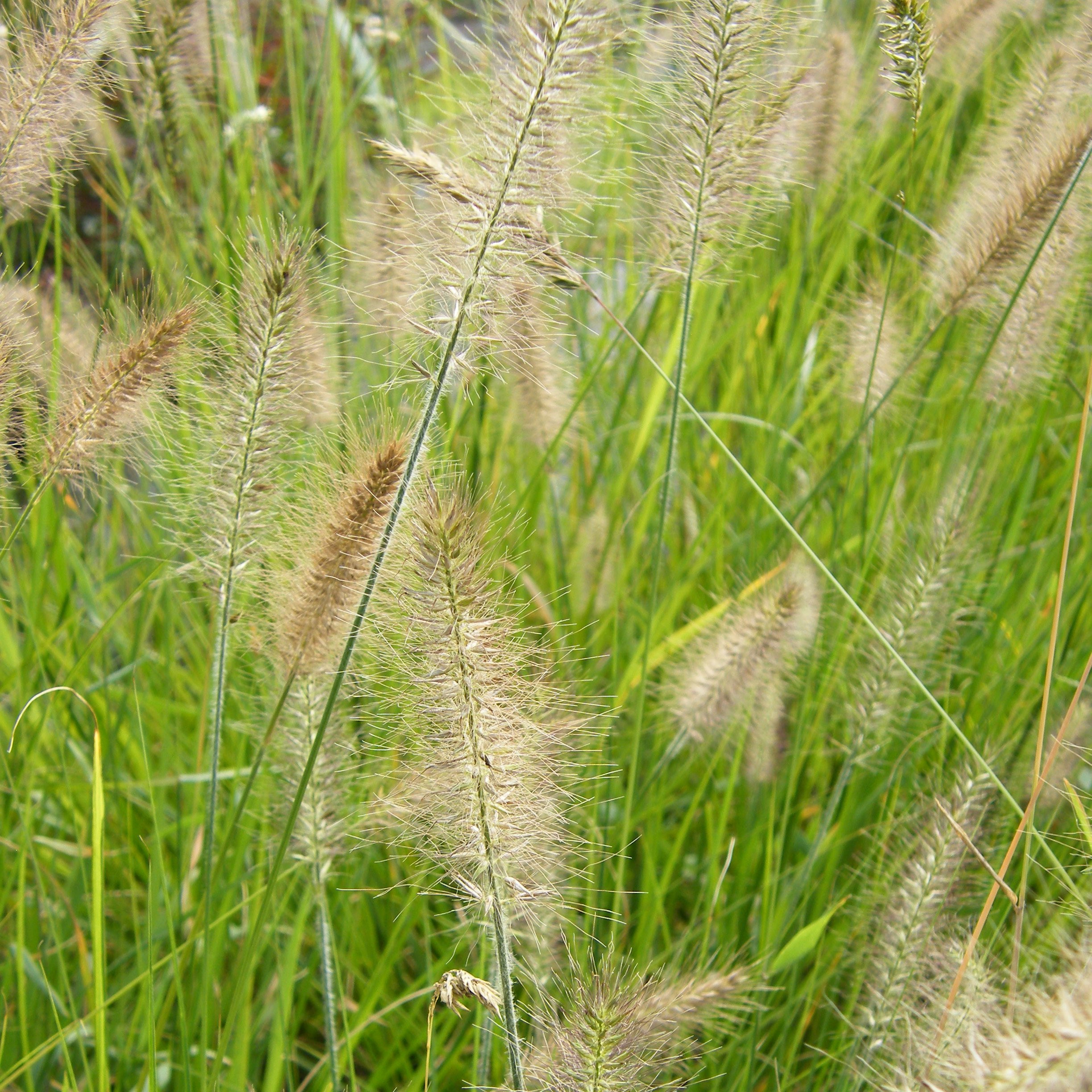 Pennisetum Hameln graminee ornementale Pepiniere de l Airial