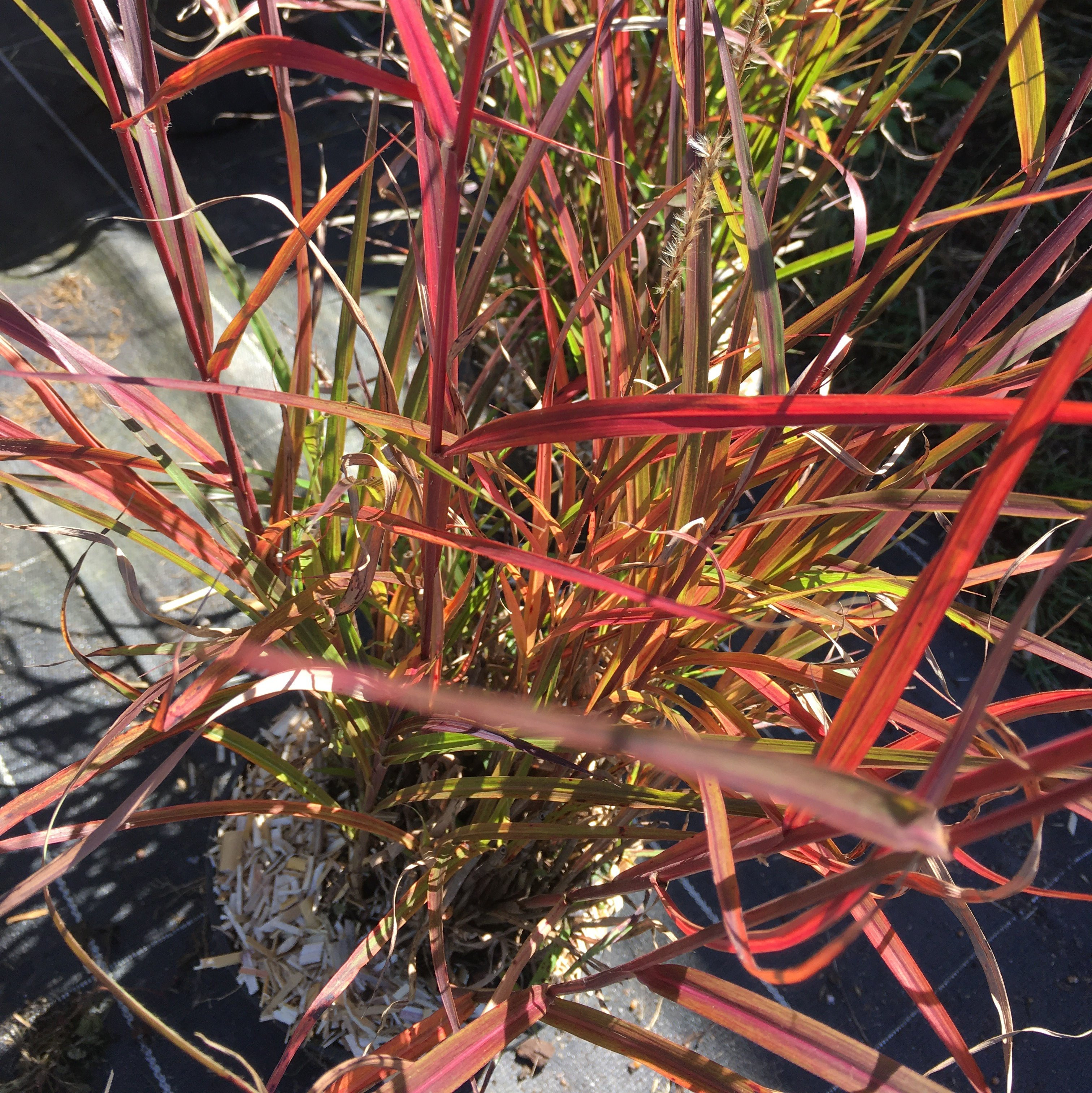 Panicum virgatum graminee ornementale Pepiniere de l Airial
