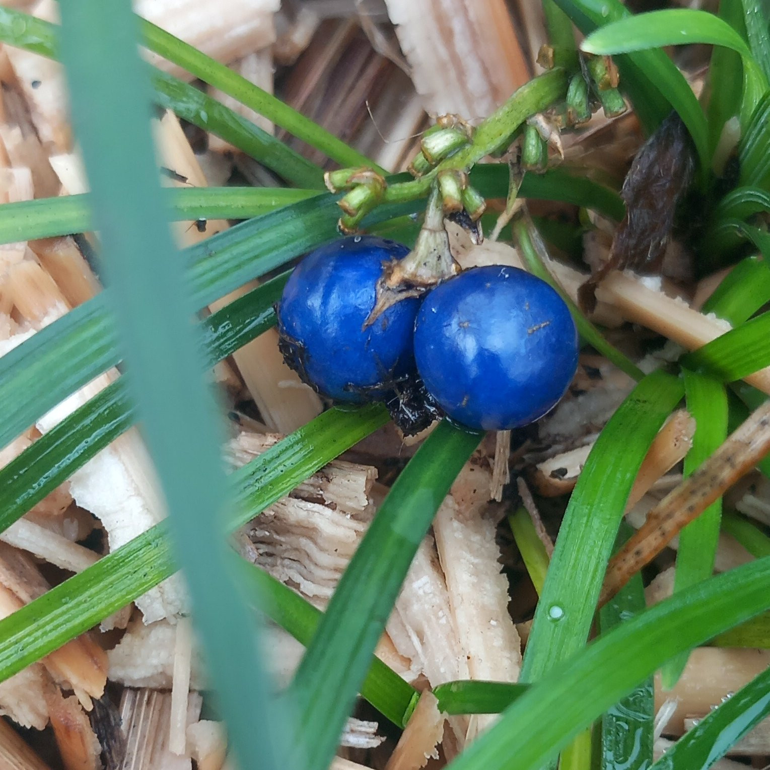 Ophiopogon japonicus graminee ornementale Pepiniere de l Airial