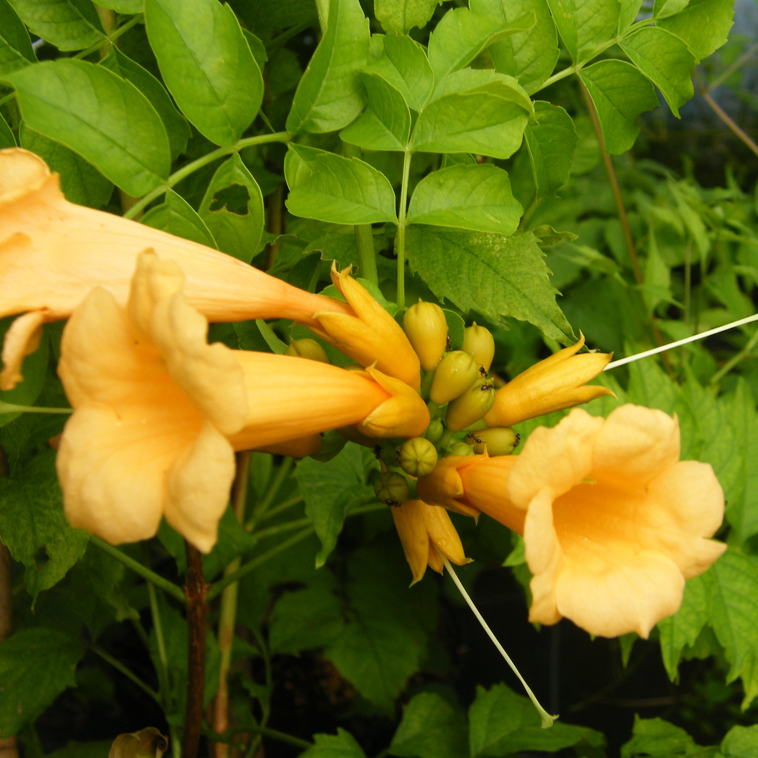 Bignone radicans Plantes grimpantes Pepiniere de l Airial