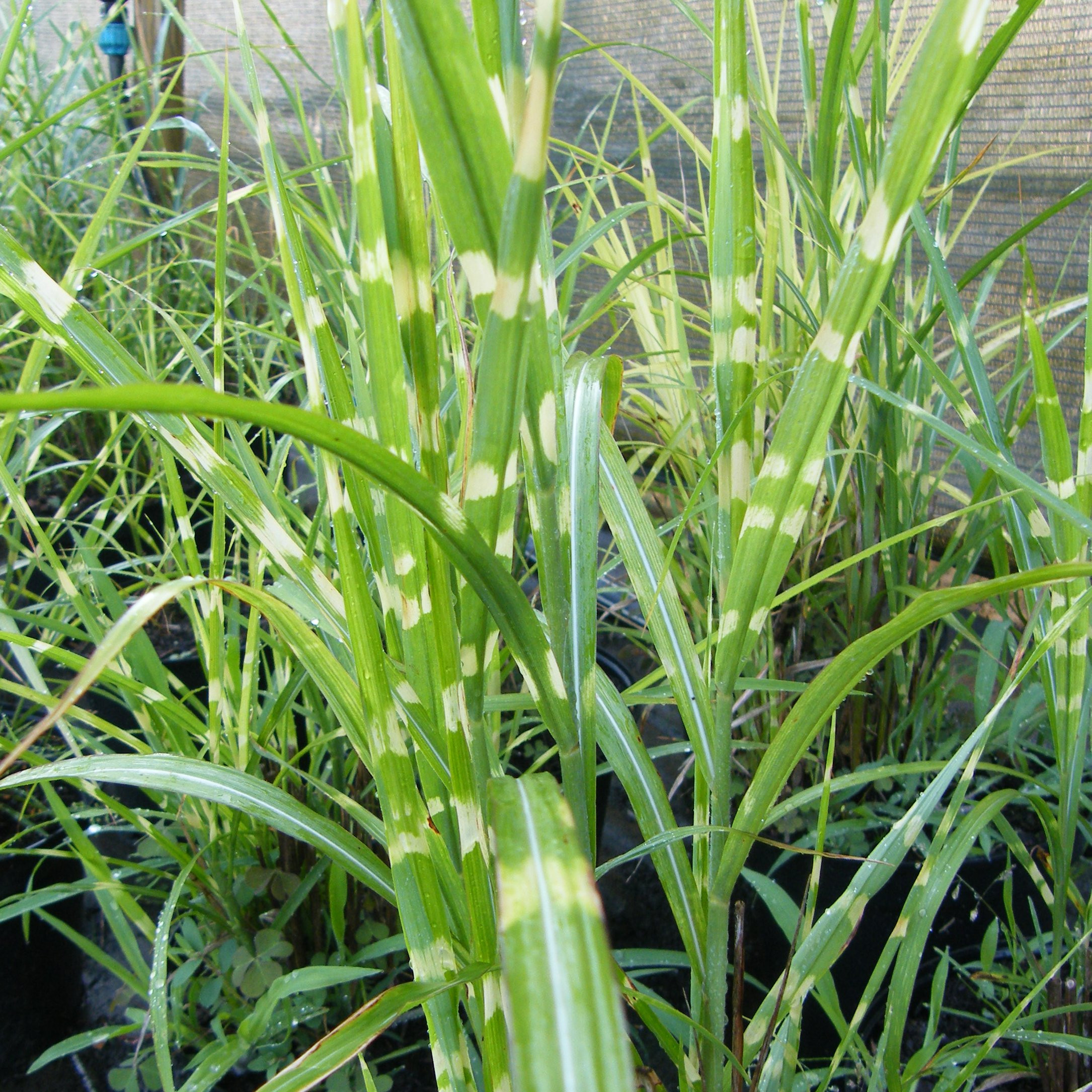 Miscanthus Zebrinus graminee ornementale Pepiniere de l Airial