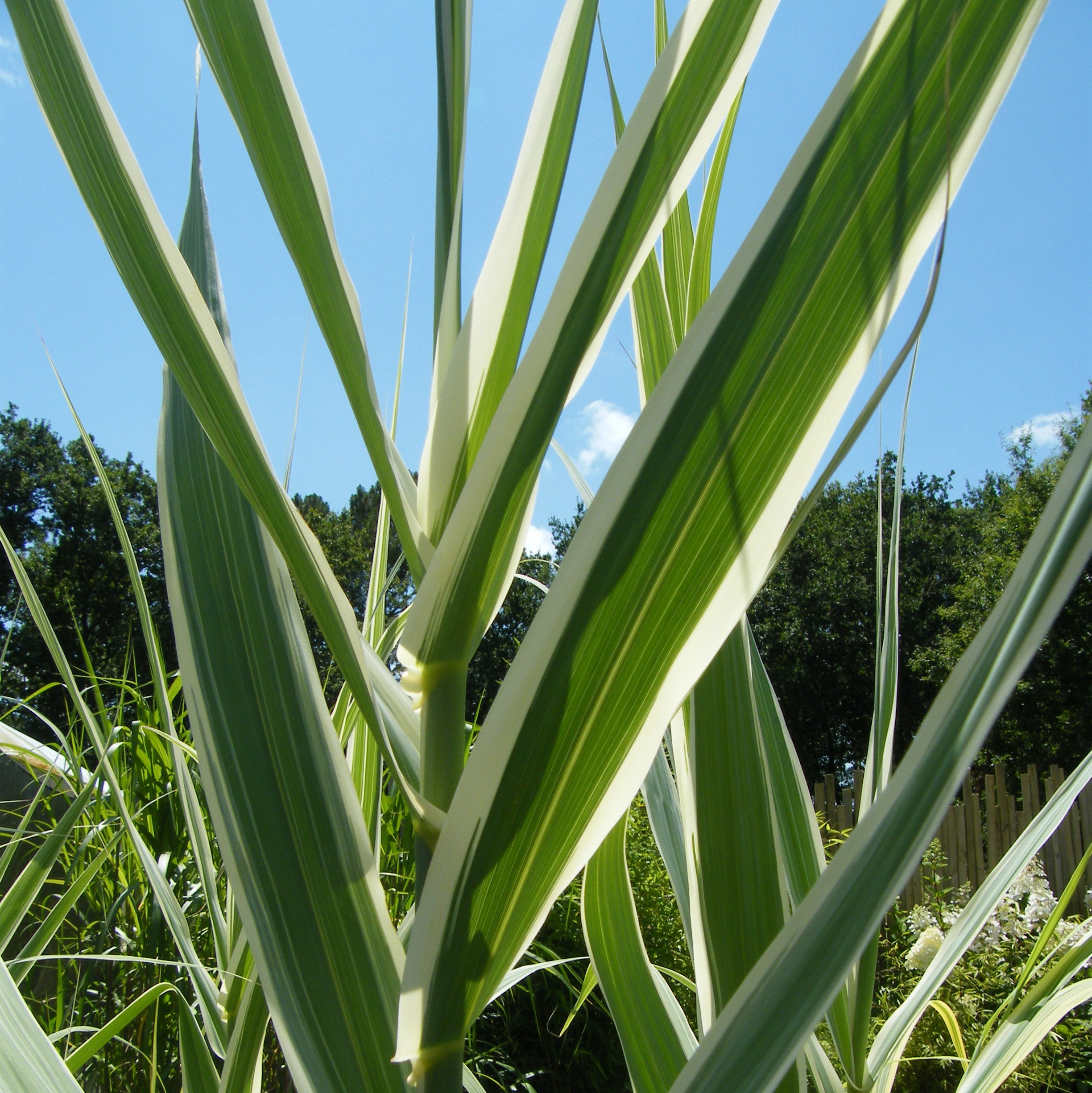 Canne de Provence graminee ornementale Pepiniere de l Airial