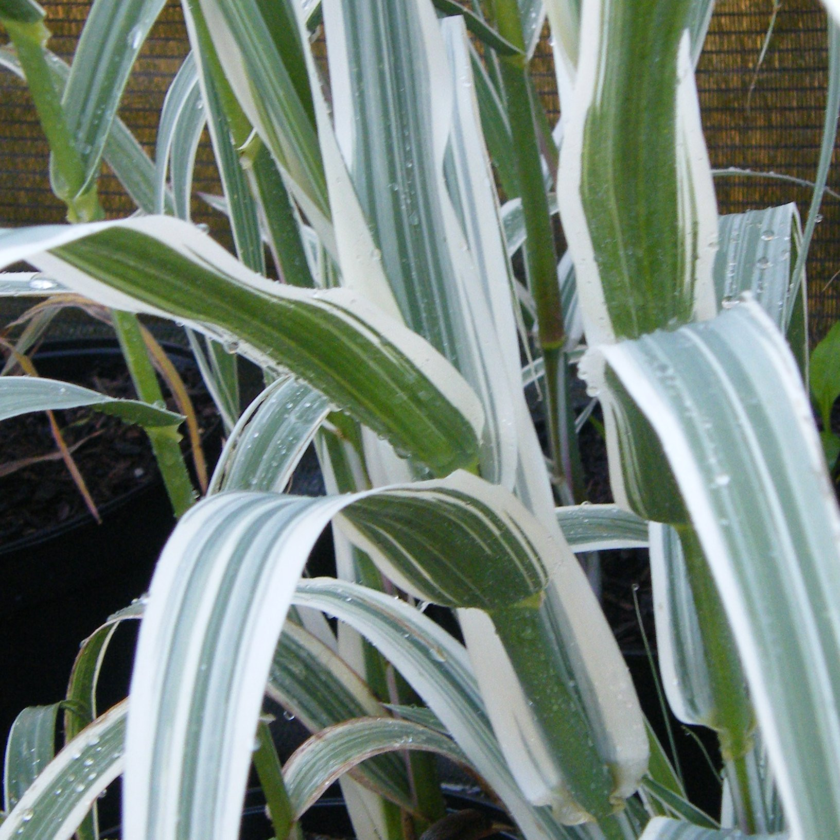 Canne de Provence graminee ornementale Pepiniere de l Airial