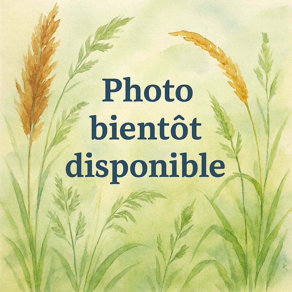 Miscanthus Silver Dragon graminee ornementale Pepiniere de l Airial