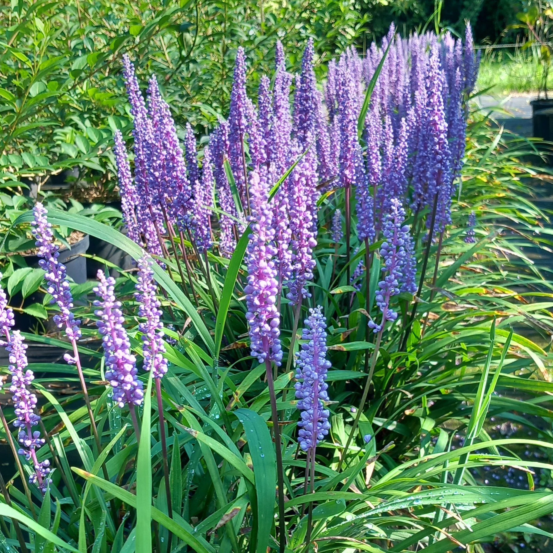 Liriope muscarii Lilac Wonder graminee ornementale Pepiniere de l Airial