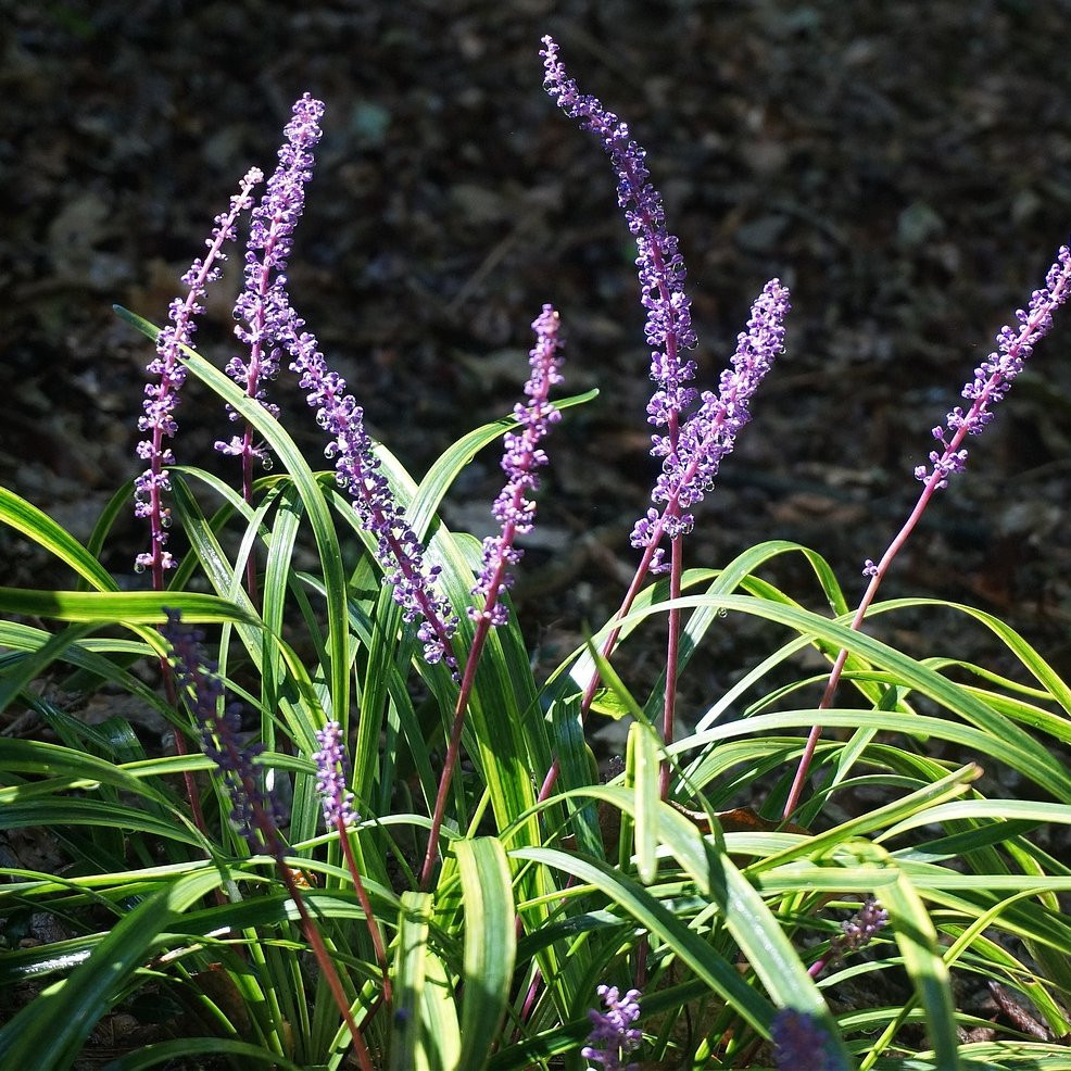Liriope muscarii Variegata graminee ornementale Pepiniere de l Airial