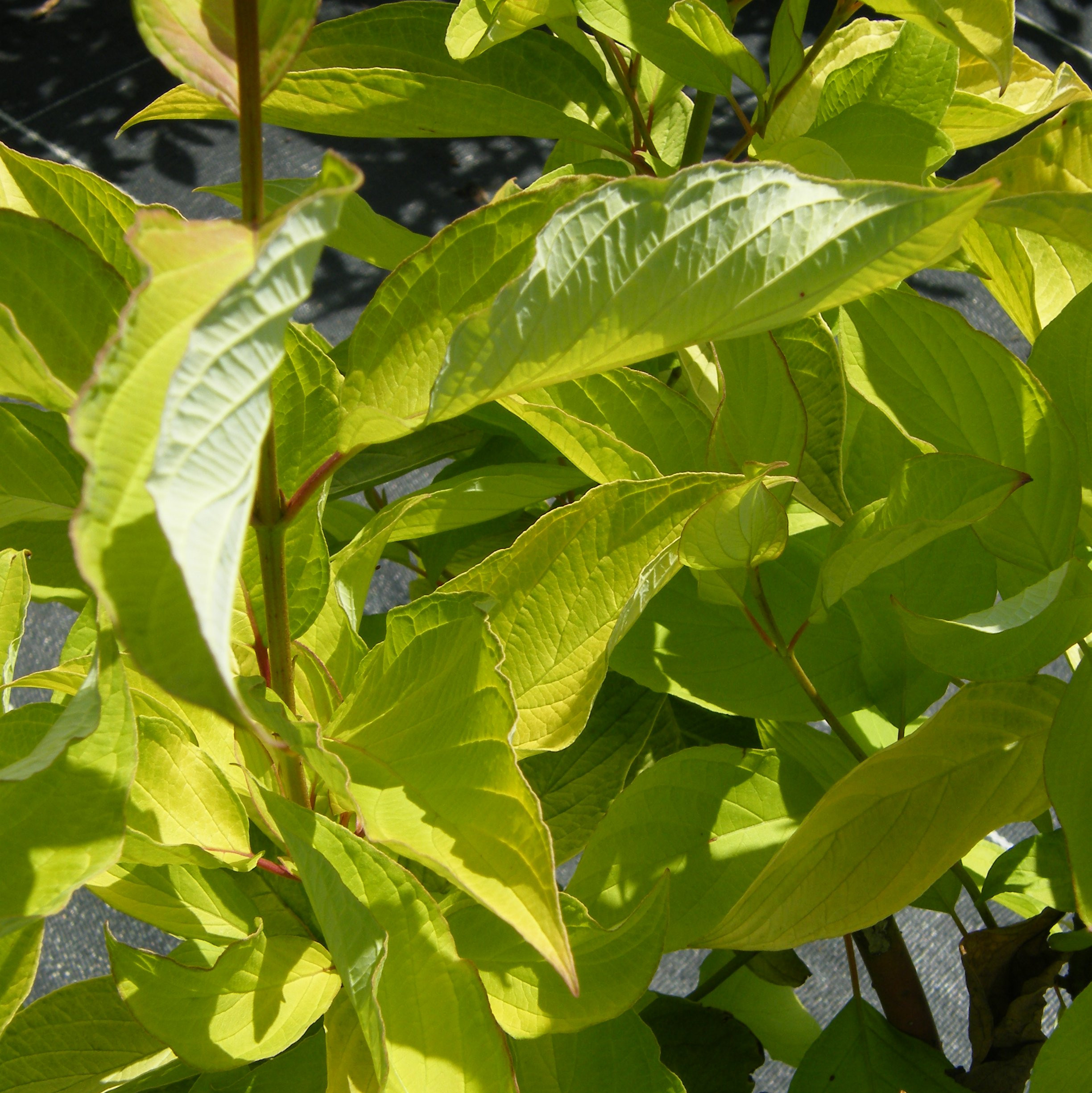 Cornus alba Aurea Arbustes Pepiniere de l Airial