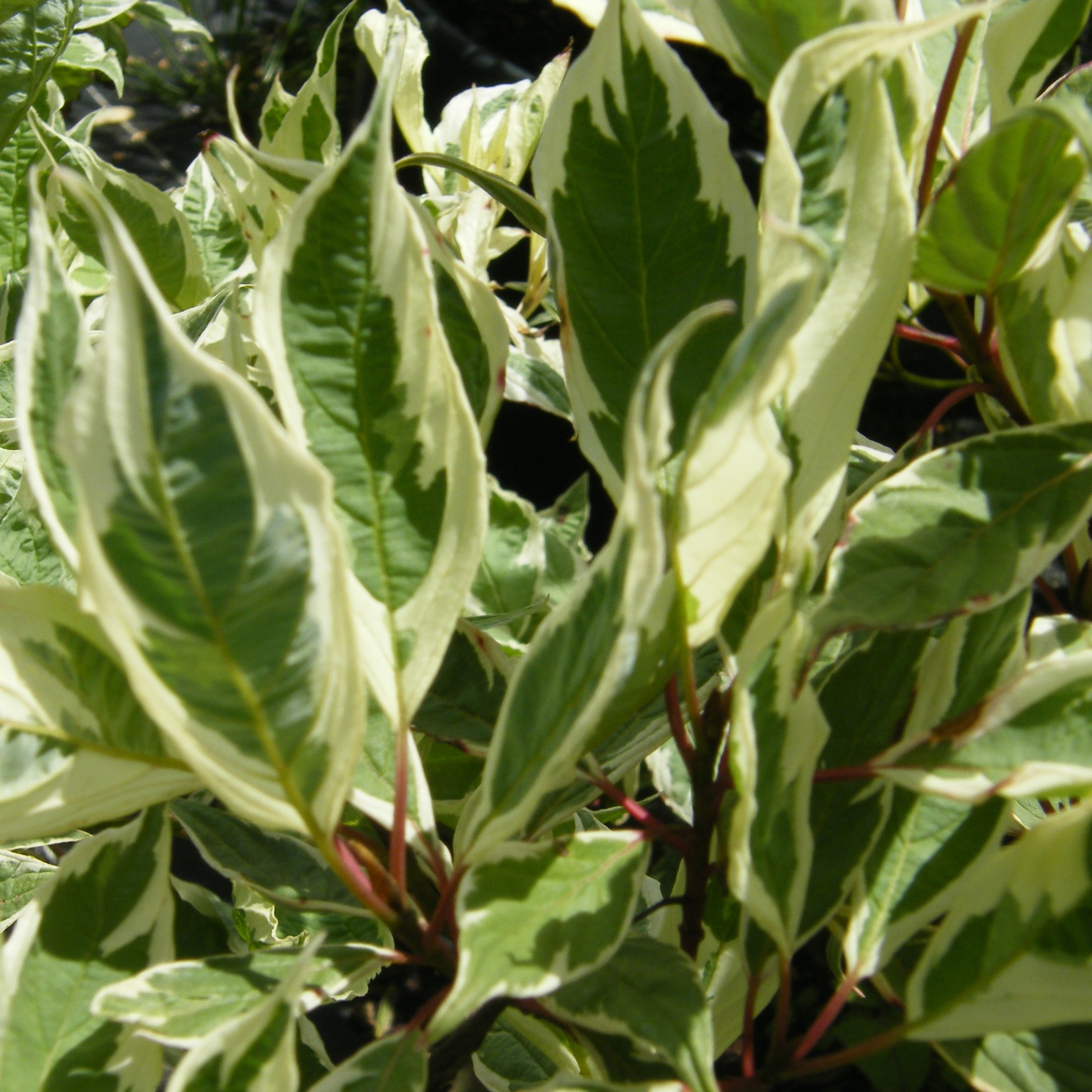 Cornus alba Elegantissima Arbustes Pepiniere de l Airial