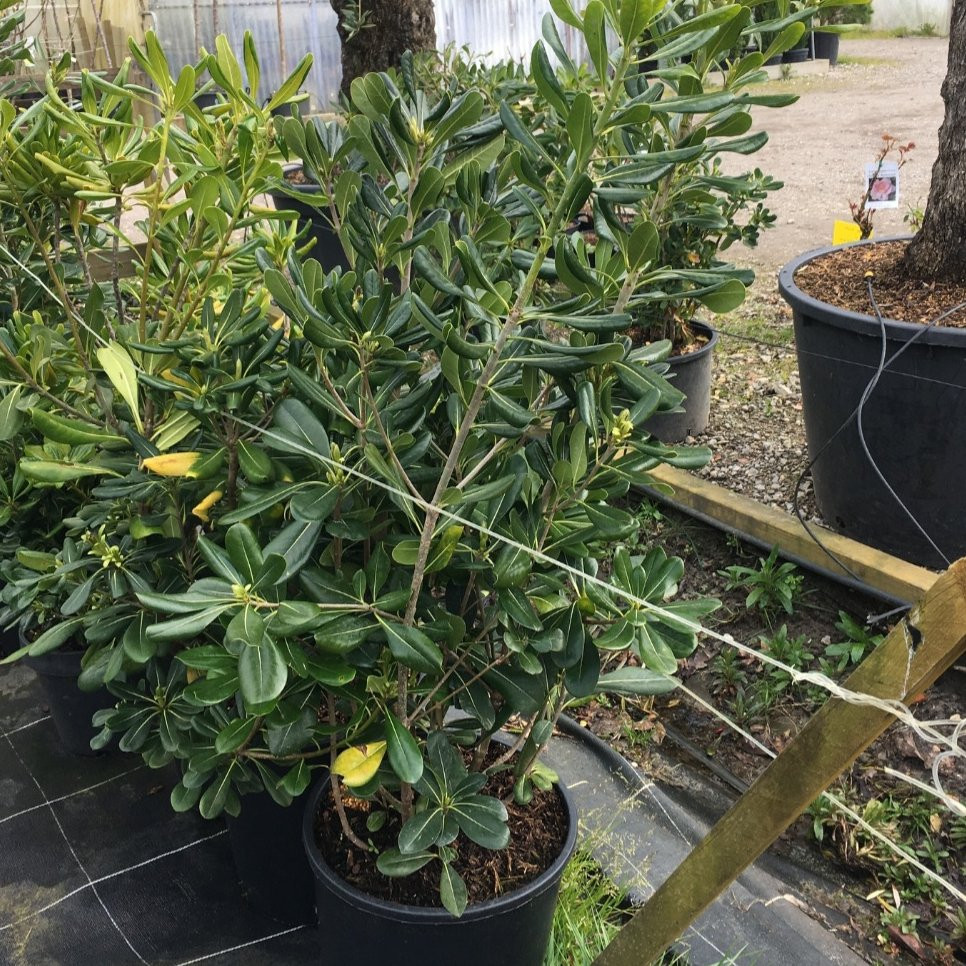 Pittosporum Tobira – Pépinière de l’Airial (Landes)