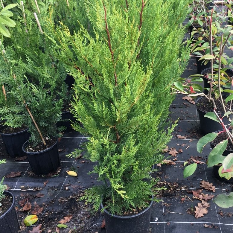 Cupressocyparis Leylandii – Pépinière de l’Airial (Landes)