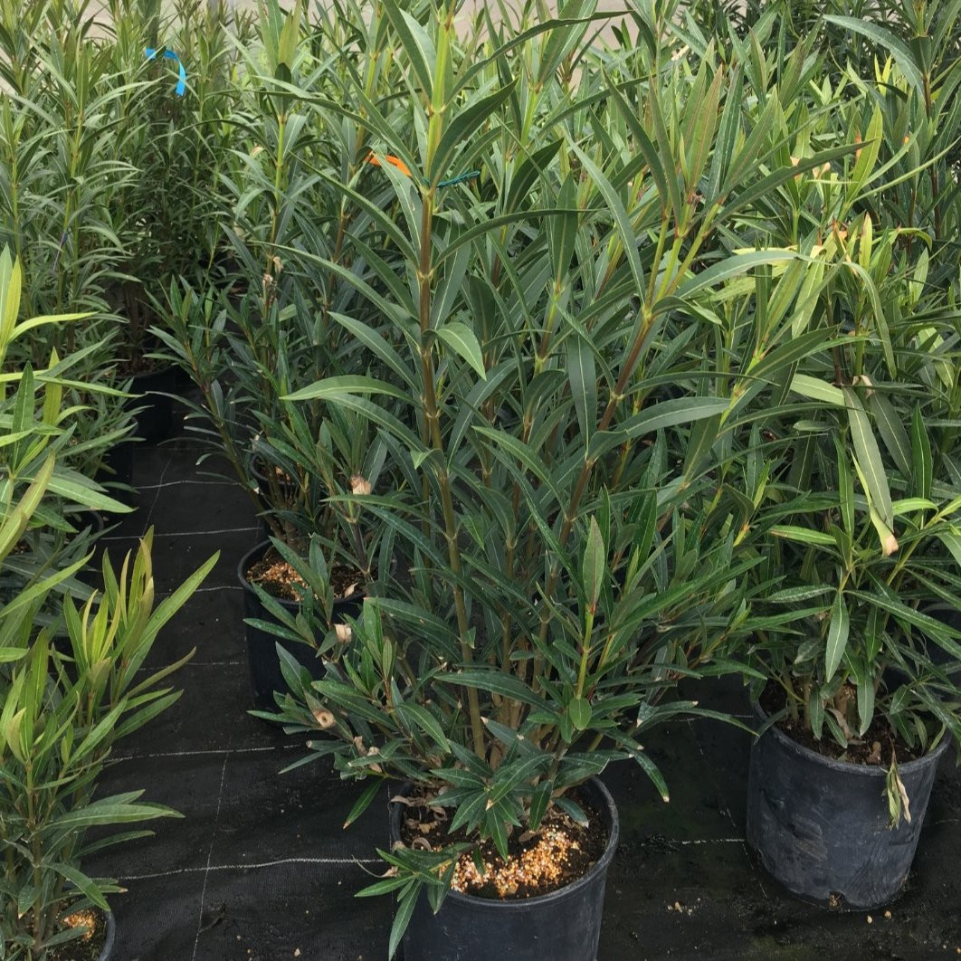 Plantes mediterraneennes