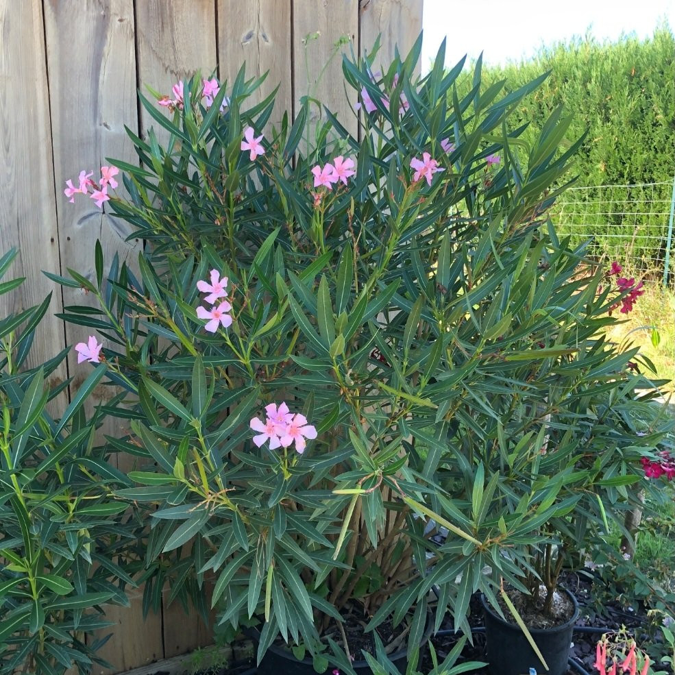 Plantes mediterraneennes