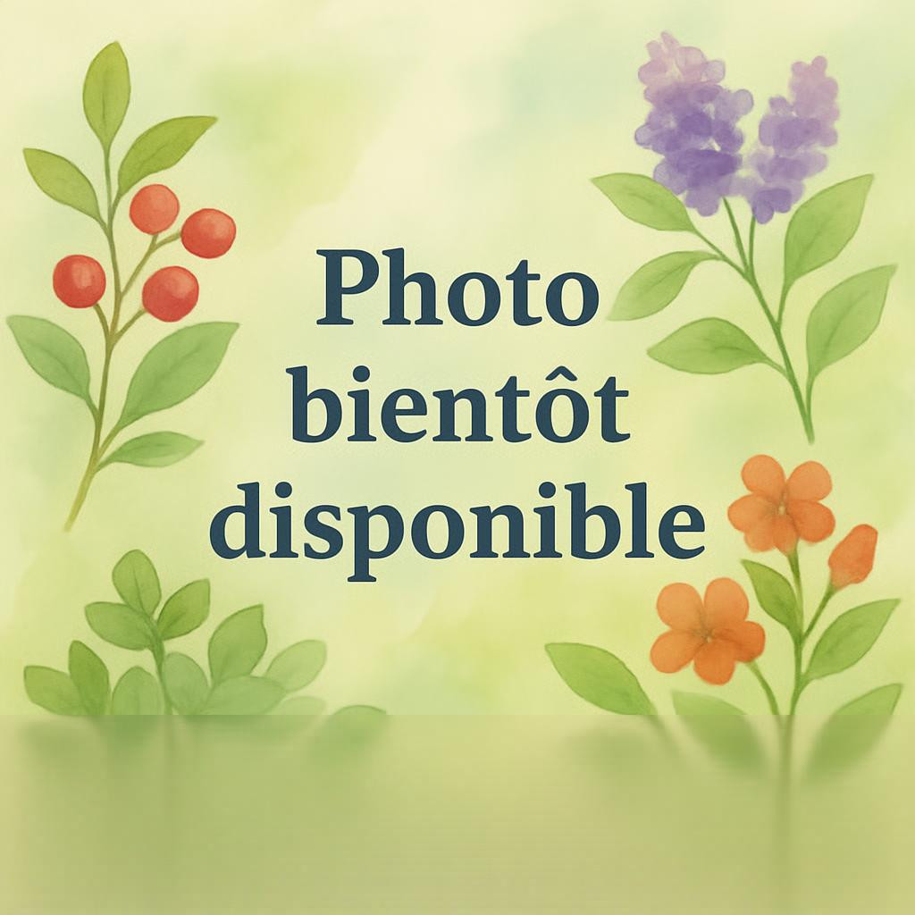 Buddleia sungold Arbustes Pepiniere de l Airial