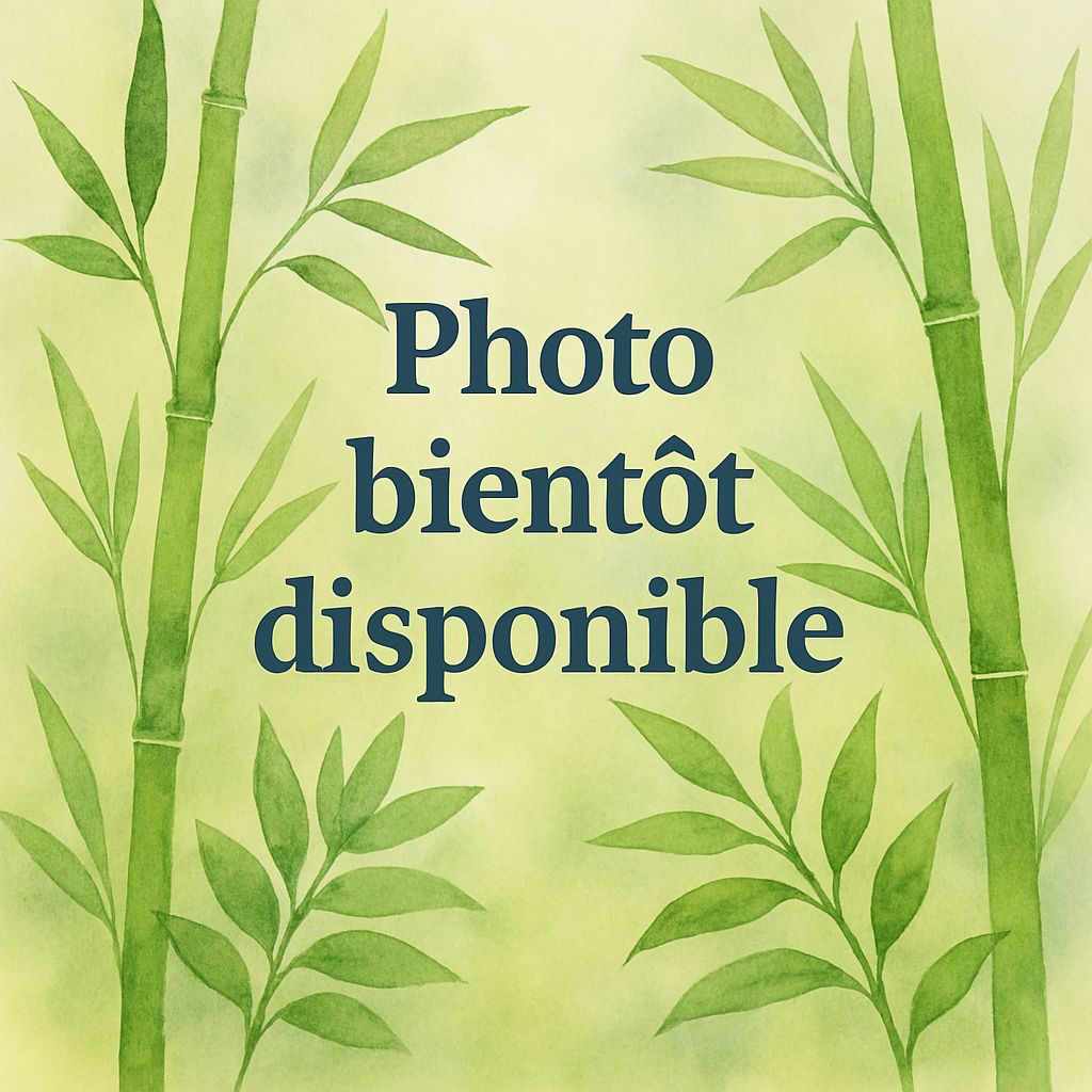 Makinoi bambou ornemental Pepiniere de l Airial