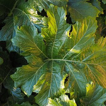 Acanthe mollis Vivaces Pepiniere de l Airial