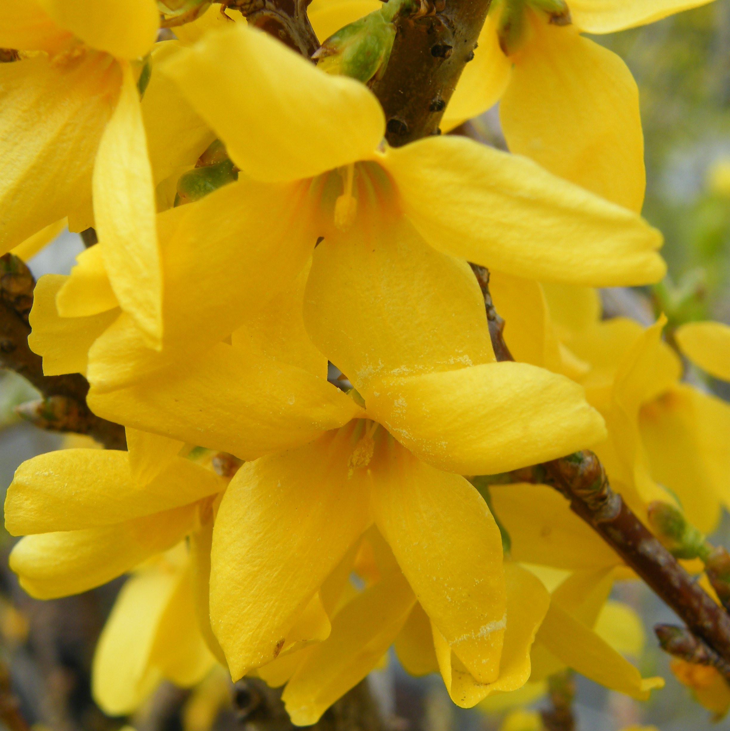 Forsythia Lynwood Gold – Pépinière de l’Airial (Landes)