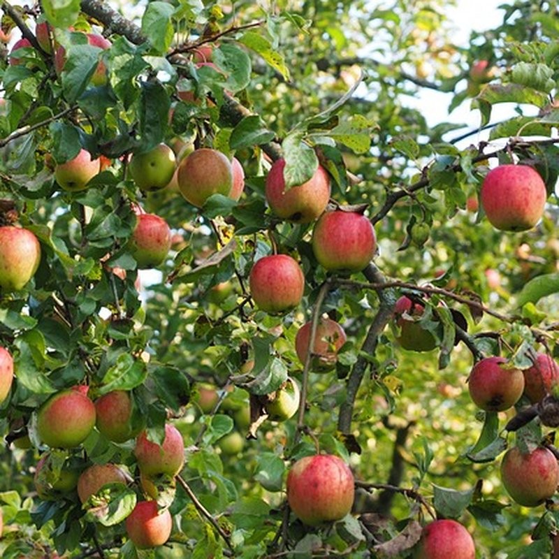 Pommier Gala – Pépinière de l’Airial (Landes)