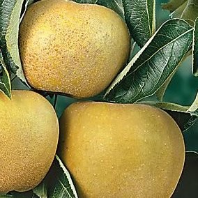 Pommier Reinette Grise du Canada – Pépinière de l’Airial (Landes)