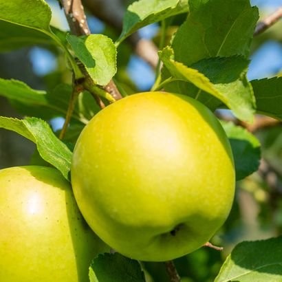 Pommier Golden Delicious – Pépinière de l’Airial (Landes)