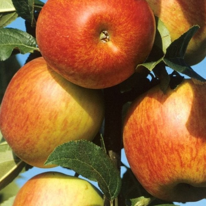 Pommier Reine des Reinettes – Pépinière de l’Airial (Landes)