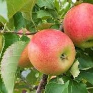 Pommier Jonagold – Pépinière de l’Airial (Landes)