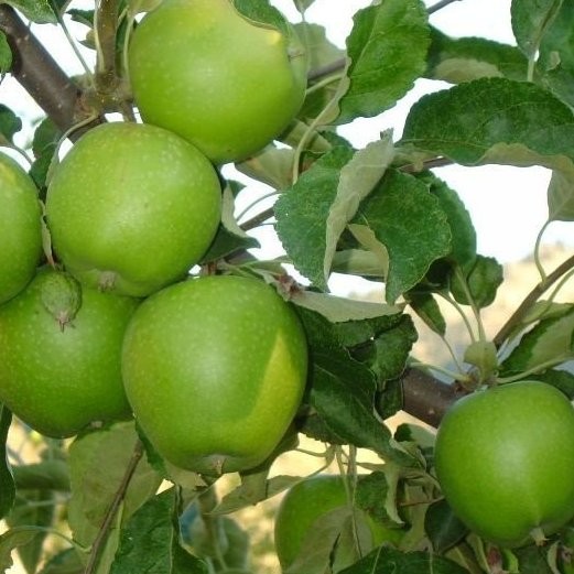 Pommier Granny Smith – Pépinière de l’Airial (Landes)