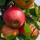 Pommier Elstar – Pépinière de l’Airial (Landes)