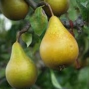 Poirier Beurré Hardy – Pépinière de l’Airial (Landes)