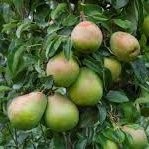 Poirier Doyenné du Comice – Pépinière de l’Airial (Landes)