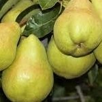 Poirier William – Pépinière de l’Airial (Landes)