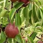 Poirier William Rouge – Pépinière de l’Airial (Landes)