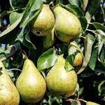 Poirier Conférence – Pépinière de l’Airial (Landes)