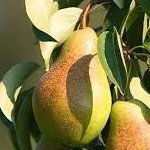 Poirier Duc de Bordeaux – Pépinière de l’Airial (Landes)