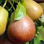 Poirier Louise Bonne – Pépinière de l’Airial (Landes)