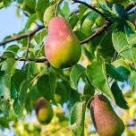 Poirier Abate – Pépinière de l’Airial (Landes)