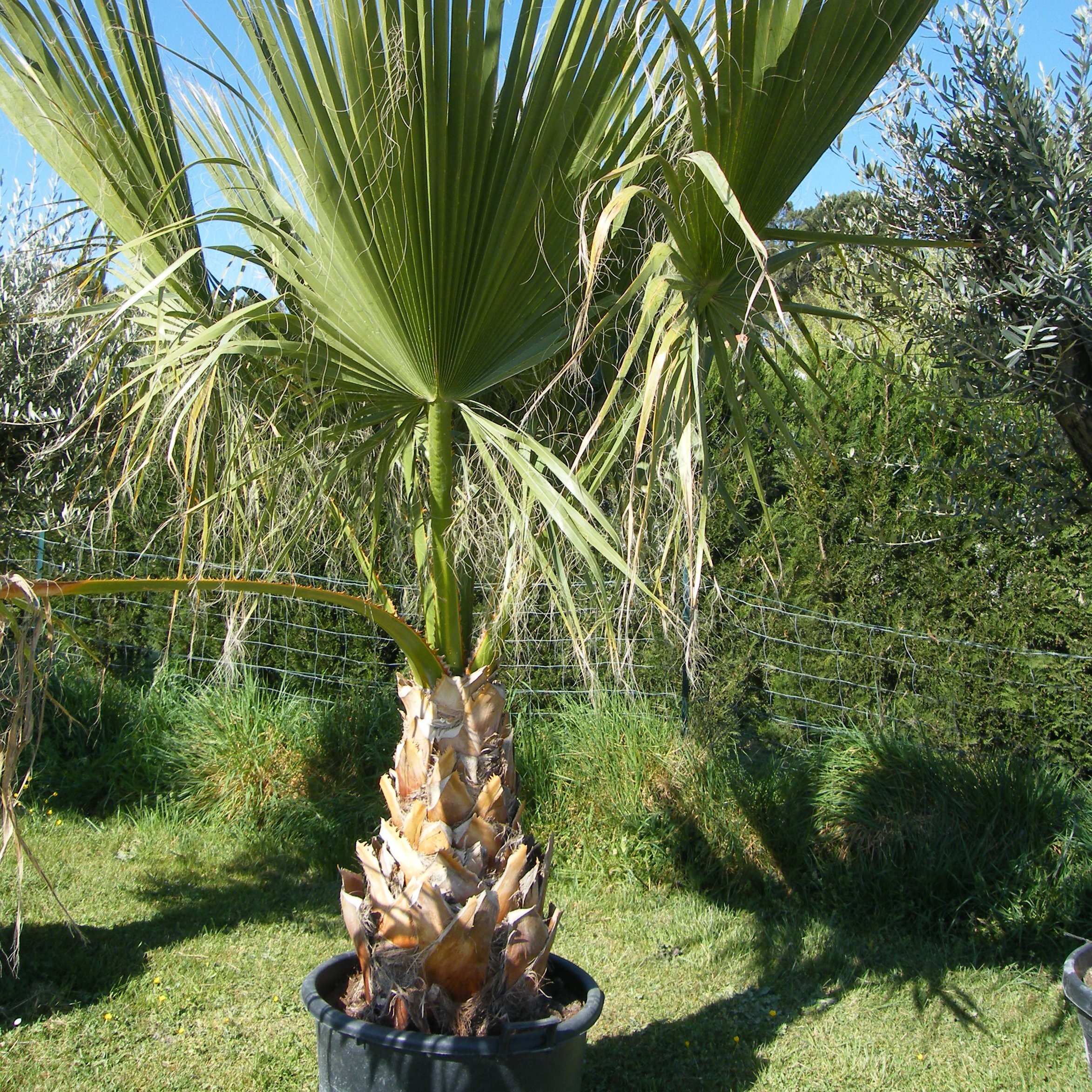 Washingtonia robusta Pepiniere de l Airial